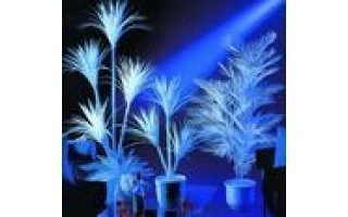 Palmera Yucca florescente 90 cm