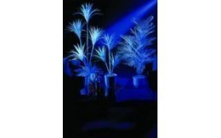Palmera Kentia florescente 170 cm