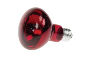 Bombilla coloreada - color rojo 60W - LAMP60R2